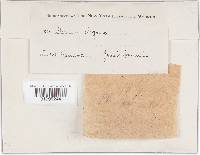 Podoscypha elegans image