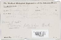 Podoscypha elegans image