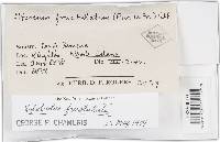 Xylobolus frustulatus image