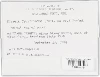 Xylobolus frustulatus image