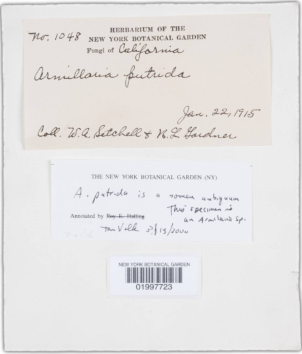 Armillaria putrida image