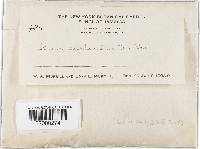 Stereum ochraceoflavum image