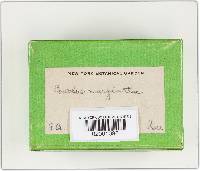 Trametes maxima image