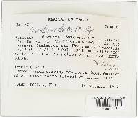 Trametes modesta image