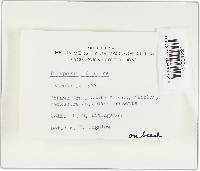 Trametes pubescens image