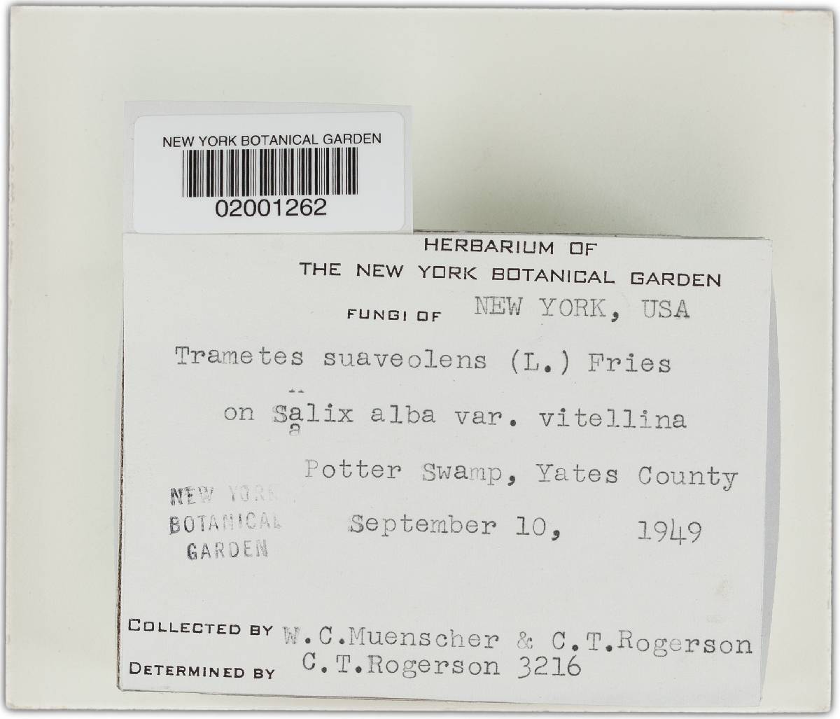 Trametes suaveolens image