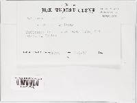 Poronidulus conchifer image