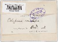 Poronidulus conchifer image