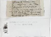 Poronidulus conchifer image