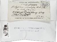 Poronidulus conchifer image