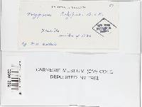 Trametes ectypa image