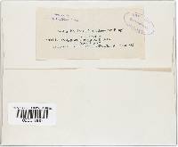 Trametes ectypa image