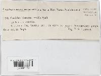 Trametes hirsuta image