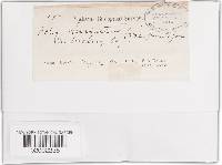 Trametes hirsuta image