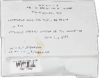 Trametes hirsuta image