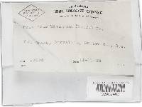 Trametes hirsuta image