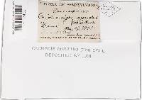 Trametes hirsuta image