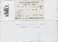 Trametes hirsuta image