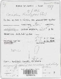 Trametes maxima image