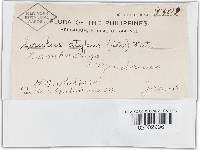 Trametes modesta image