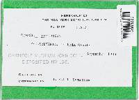 Tomentella ferruginea image