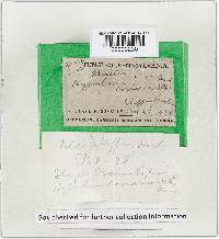 Tomentella ferruginea image