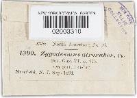 Tomentella atrorubra image