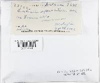 Dichostereum effuscatum image