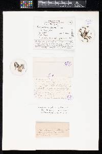 Geoglossum glabrum image