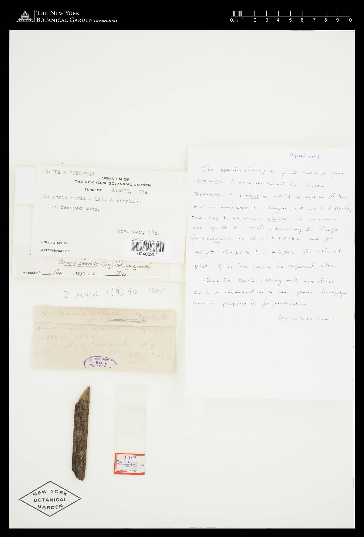 Bulgaria striata image