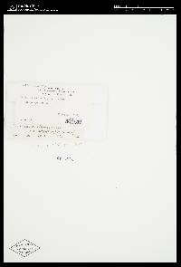 Bulgaria striata image