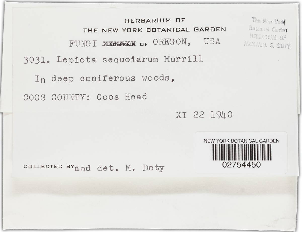 Lepiota sequoiarum image