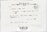 Leucoagaricus americanus image