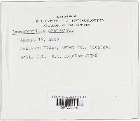 Leucopaxillus albissimus image