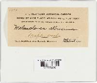 Leucopaxillus albissimus image