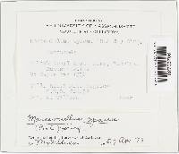 Marasmiellus opacus image