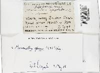 Marasmiellus opacus image