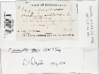 Marasmiellus opacus image