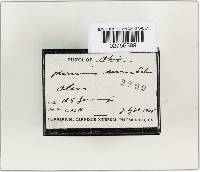 Marasmius siccus image