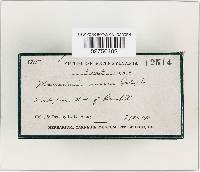 Marasmius siccus image