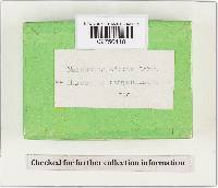 Marasmius siccus image