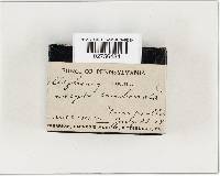 Inocybe umbonata image