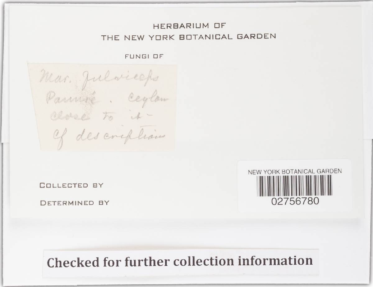 Marasmius fulviceps image