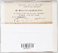 Thumbnail image of current specimen