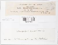 Marasmius siccus image