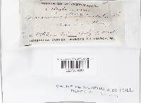 Marasmius siccus image