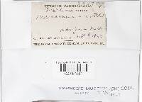 Marasmius siccus image