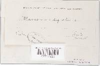 Marasmius synodicus image