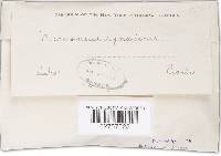 Marasmius synodicus image