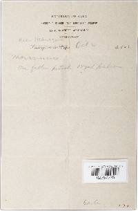 Marasmius synodicus image